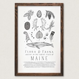 Maine Wildlife Field Guide Print - ME Outdoors Flora Fauna Wall Art