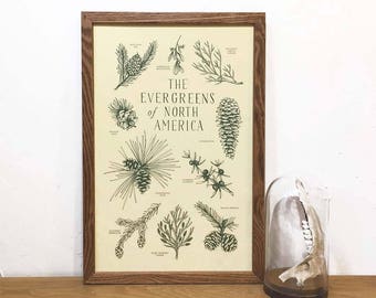 Evergreens of North America Art Print | Tree Art | Botanical Chart | Educational Chart