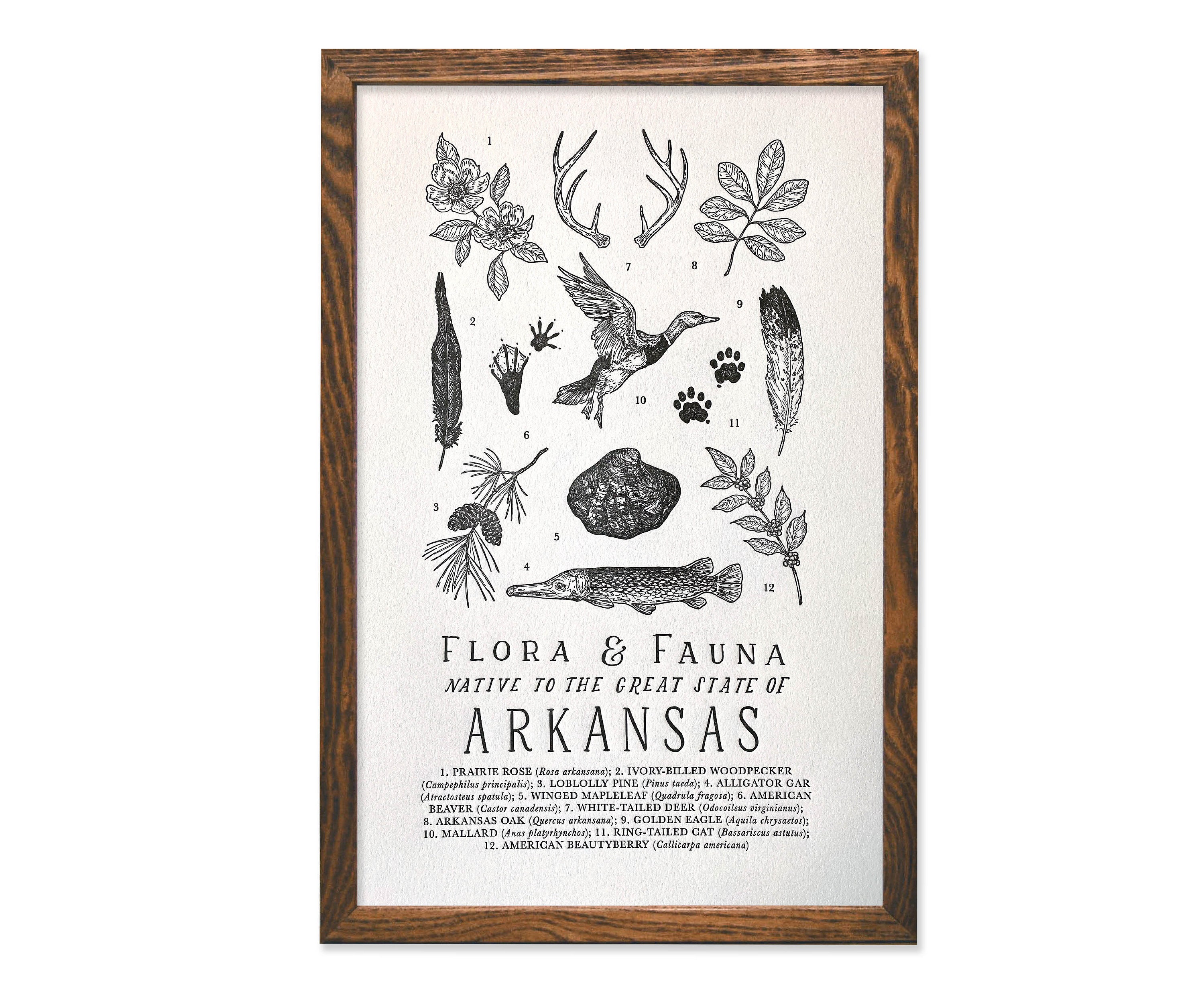 Arkansas Field Guide Print Etsy