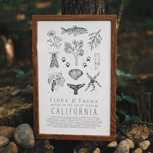 California Wildlife Field Guide Letterpress Print CA Outdoors Flora Fauna Wall Art image 2