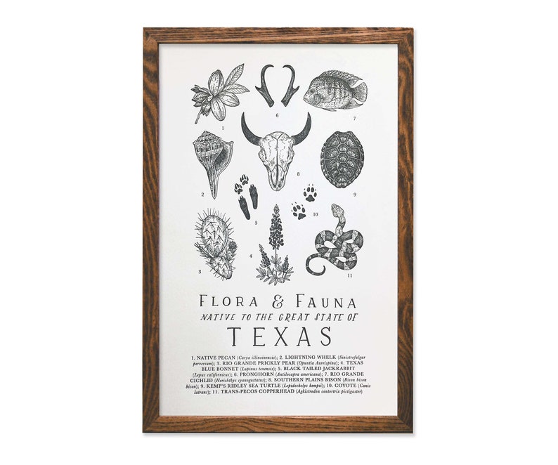 Texas Wildlife Field Guide Print - TX Outdoors Flora Fauna Wall