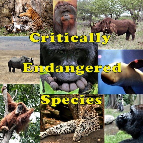 Buy Critically Endangered Species Collage Sheets Downloadable Online in India - Etsy Buy Critically Endangered Species Collage Sheets Downloadable Online in India - Etsy