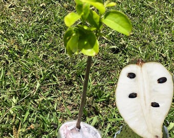 Organic Tropical Soursop Tree Live - 5 to 9 Inch Tall - Outdoors - Zone 9 to 12
