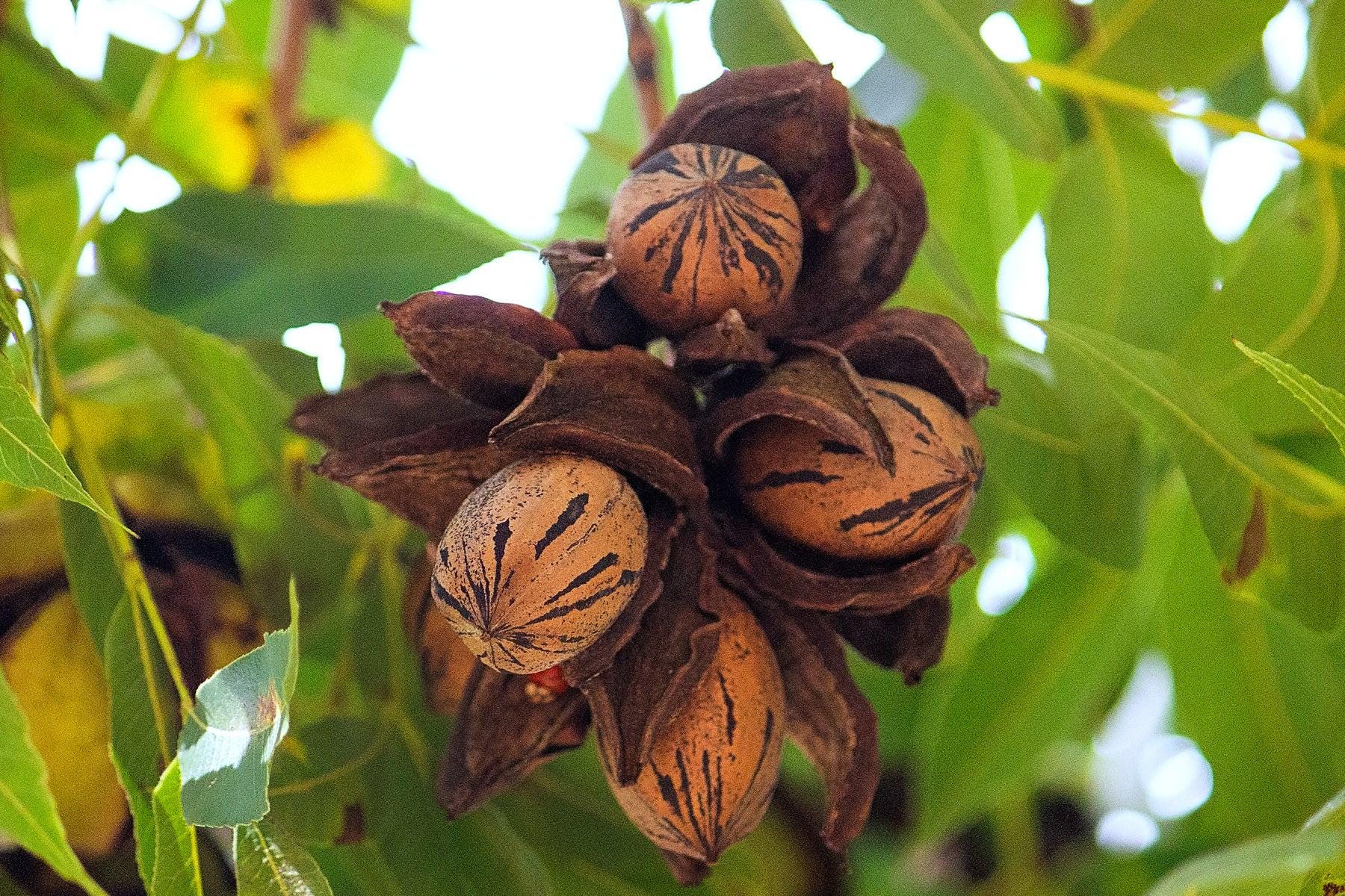 2 Organic Pecan Tree 18-36 inch YEAR 2 trees | potted plant | Naturally sprouted pecan tree