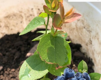 Organic Blueberry Tree | Size: 5-10 inch | Variety  Biloxi
