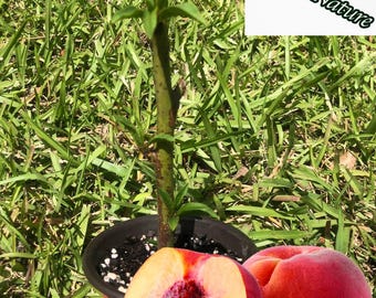 Organic Peach Tree | Size 1-3 foot | variety: Contender