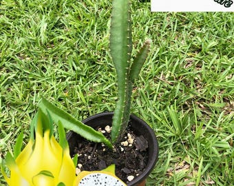 Tropical yellow dragon fruit cactus | Size: 6-12 inch | Variety Yellow dragon