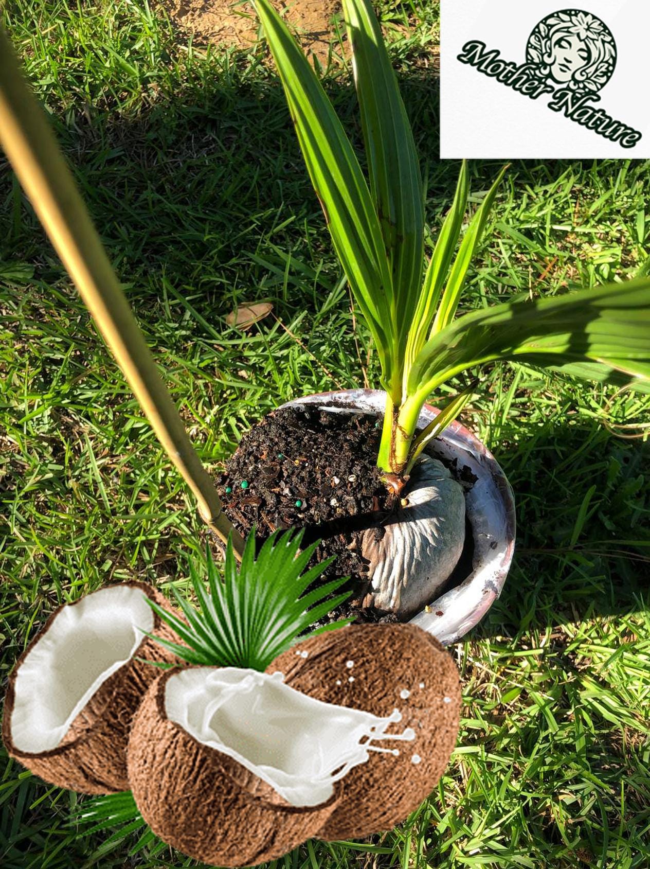 Coconut tree  | Size: 1-2 feet | Variety Dwarf Malayan