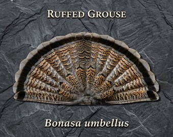 Ruffed Grouse Tail Fan Metal Art | Game Bird Hunting Gift