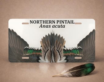 Targa decorativa anteriore in alluminio con piuma di anatra codone settentrionale - Anas acuta