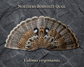 Northern Bobwhite Quail Tail Fan Metal Wall Art | Game Bird Hunting Gift