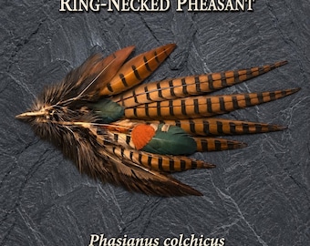 Ring Necked Pheasant Tail Fan Metal Wall Art | Game Bird Hunting Gift