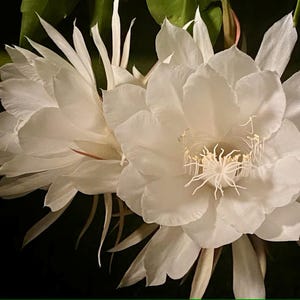 Queen Of The Night *Live* Plant &quot;Epiphyllum Oxypetalum&quot; Night-blooming cereus fresh cutting 6+ inches