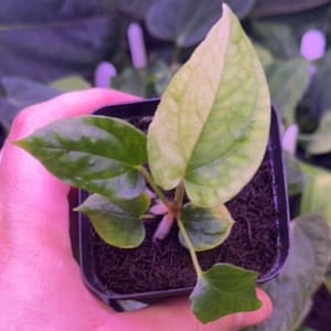Variegated BVEP x Dressleri RARE aroid plant