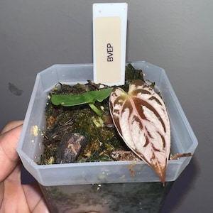 anthurium BVEP