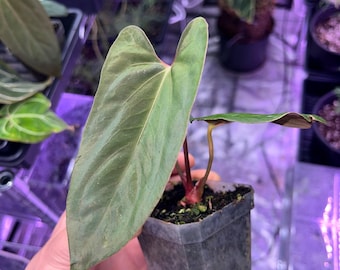 RLFS anthurium papillilaminum