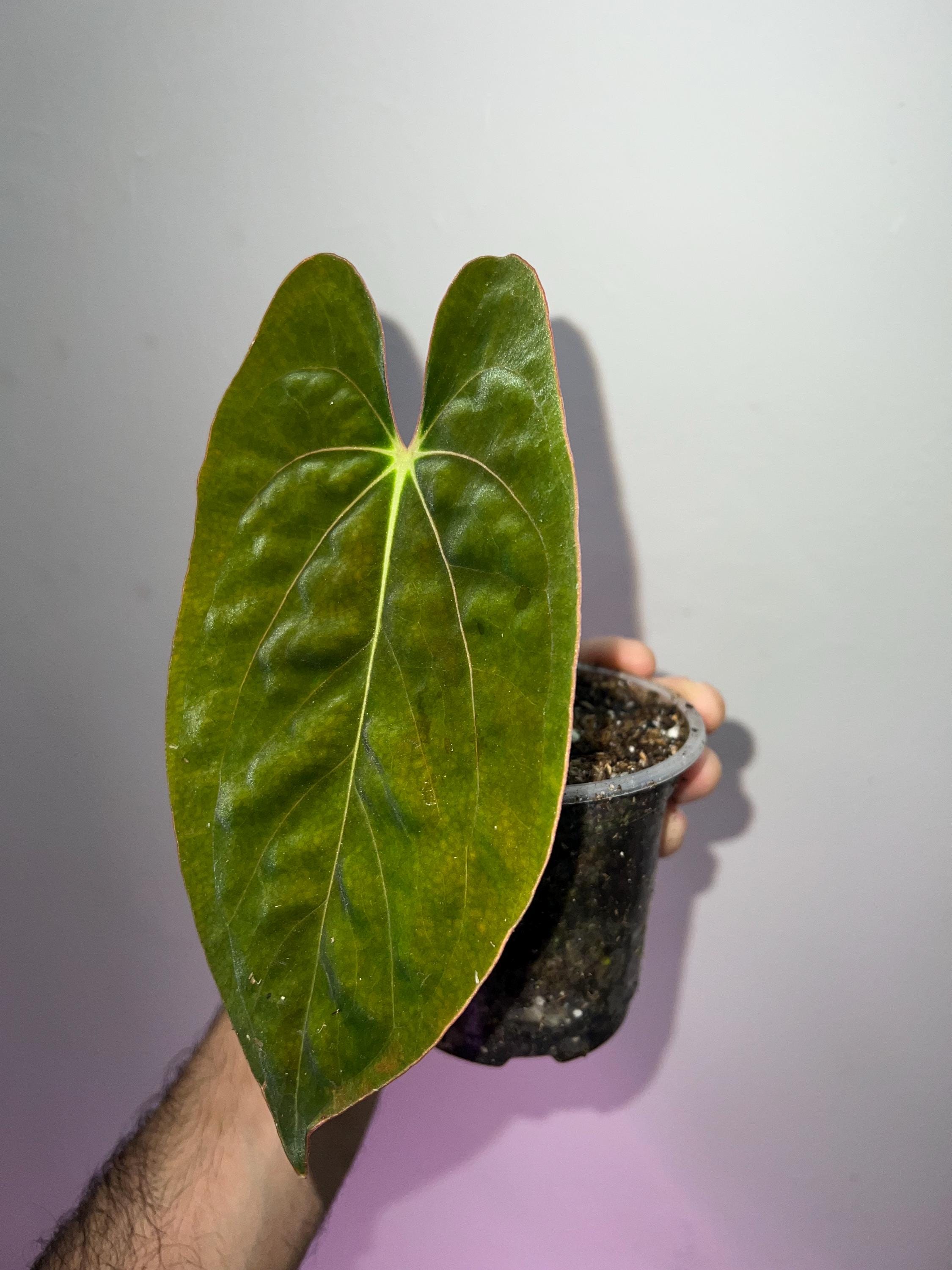 Anthurium Dressleri RG rare aroid plant