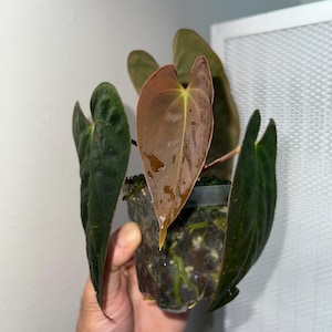 Anthurium Dressleri RG rare aroid plant