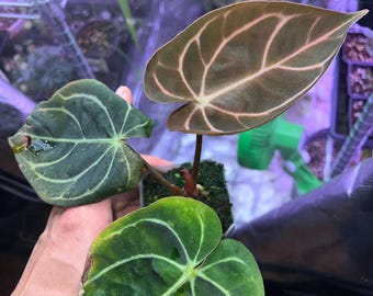 Anthurium Forgetii X Carlablackiae (buz1 X RA8) - Germinated Seeds