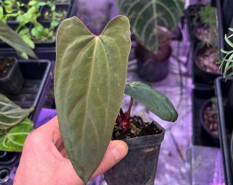 RLFS anthurium papillilaminum