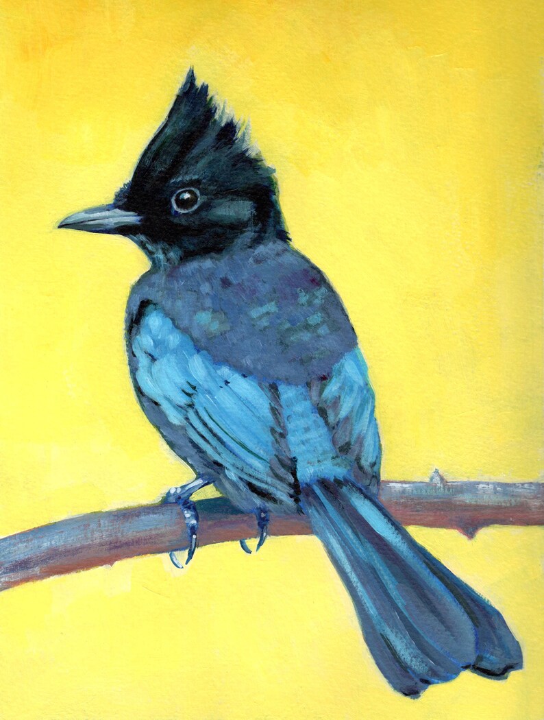 Stellar Jay Art Print: Blue Bird on Yellow Acrylic Painting - Etsy