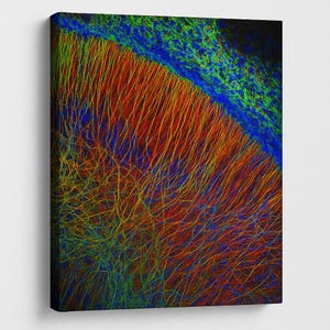 Può includere: Stampa artistica astratta con una vivace esposizione di colori. L'opera d'arte presenta una miscela di tonalità rosse, arancioni, gialle, verdi e blu, creando una composizione dinamica e visivamente accattivante. L'opera è montata su tela.