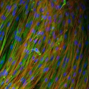 Op de afbeelding: Abstracte microscopische afbeelding met levendige kleuren. De afbeelding toont een complexe rangschikking van groene, oranje en blauwe tinten, die wijzen op cellulaire structuren. De compositie is dicht, met de nadruk op de ingewikkelde details van het biologische materiaal.