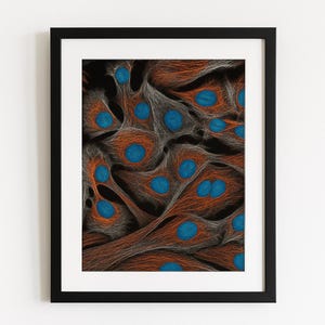 Op de afbeelding: Een ingelijste print met een close-up van cellen. De cellen zijn weergegeven in oranje en grijstinten, met helderblauwe kernen. Het kunstwerk staat tegen een zwarte achtergrond, wat een sterk contrast creëert.