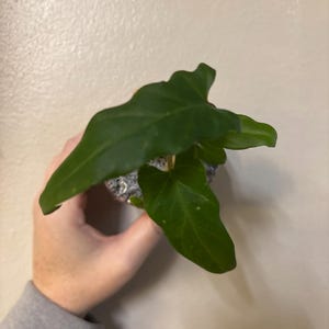 Alocasia purple sword