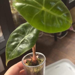 Alocasia dragón rosa con bulbos creciendo