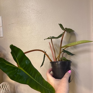 philodendron billietiae
