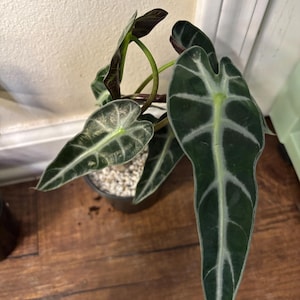 Alocasia Bambino 11 cm Topf