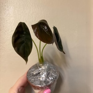 Alocasia cuprea
