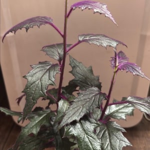 Large purple passion plant