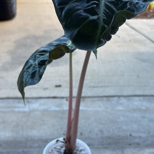 Huge pink dragon Alocasia