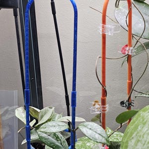 May include: A close-up of potted plants with green and white speckled leaves. Blue and orange plant supports are visible, along with clear clips. The plants are in blue and black pots.