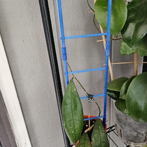 May include: A bright blue, ladder-style plant trellis constructed from vertical and horizontal bars. The trellis is positioned upright in a small pot containing a plant with large, dark green, veined leaves that are attached to the frame.