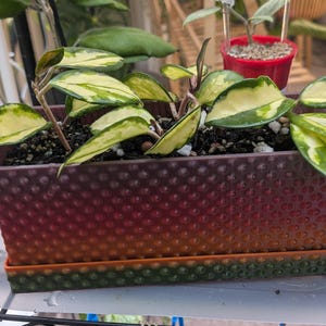 May include: A rectangular planter with a textured, dimpled surface that transitions from a dark purple at the top to a reddish-orange at the base. The planter sits on a matching green tray and contains a Hoya plant with variegated green and cream leaves.