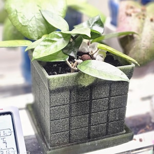 May include: A square, dark green planter with a textured grid pattern on its exterior sides. The planter contains a small green plant with smooth, pointed leaves growing in dark soil with white and brown decorative stones on the surface.