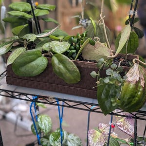 May include: A rectangular brown metal planter with a textured dotted surface containing various Hoya plants with thick green leaves, including heart-shaped foliage and trailing vines, positioned on a black wire shelving unit with other plants.