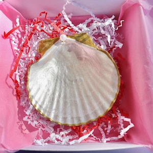 Puede incluir: Una gran concha blanca nacarada con un borde dorado y un peque&ntilde;o acento de perla. La concha est&aacute; colocada en una caja rosa con relleno de papel rojo y blanco, creando una presentaci&oacute;n de regalo.