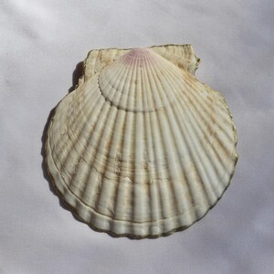 Puede incluir: Una gran concha de vieira de color crema con una textura acanalada y un interior rosa. La concha tiene un borde dorado alrededor de los bordes. La concha est&aacute; sobre un fondo blanco.