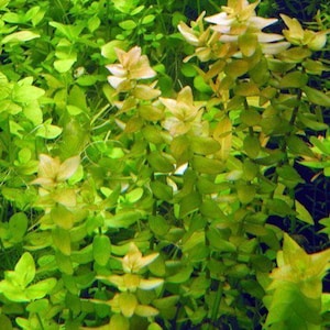 Bacopa &#39;Lemon&#39; – Bright Yellow-Green Aquarium Plant | Live Freshwater Stem | Bacopa caroliniana &#39;Lemon&#39;