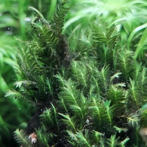 May include: Close-up of aquatic plants, featuring vibrant green moss with delicate, feathery leaves. The moss is densely packed, creating a textured appearance. Other green plants are in the background, creating a lush, underwater scene.