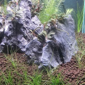 May include: An underwater aquarium scene featuring a large, textured gray rock formation with various aquatic plants. The plants include tall, thin green grass-like plants and leafy green and red plants. The substrate is brown.