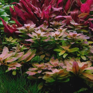 May include: A close-up of aquatic plants with various shades of green, pink, and red. The image showcases a variety of leafy plants, with some leaves displaying a gradient of colors. The plants are densely packed, creating a lush, vibrant display.