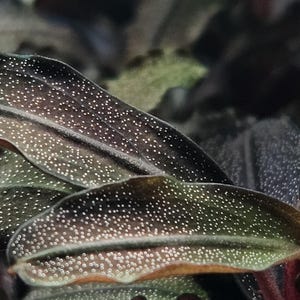 May include: A dark green aquatic plant with elongated, wavy-edged leaves. The surface of each leaf is covered in a dense pattern of tiny, white, reflective speckles, creating a textured appearance across the foliage of the plant.
