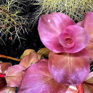 May include: A vibrant aquatic plant featuring broad, rounded leaves in shades of deep magenta and pink, arranged in a rosette pattern. The plant is surrounded by fine, needle-like green foliage against a dark, contrasting background.