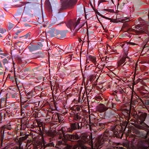 May include: A dense cluster of aquatic plants with slender, upright stems and numerous small, pointed leaves in deep shades of burgundy and dark red. The foliage is submerged in water, with visible air bubbles clinging to the leaves and stems.