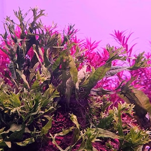 Java Fern 'Windelov'